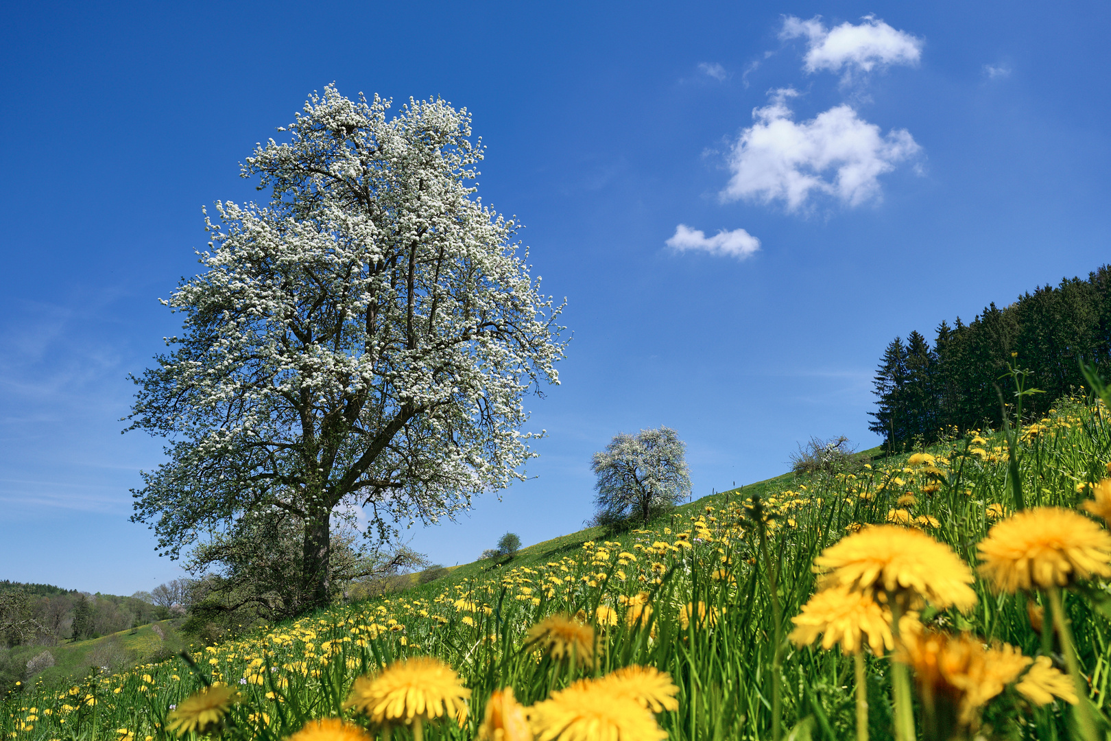 Endlich Frühling!