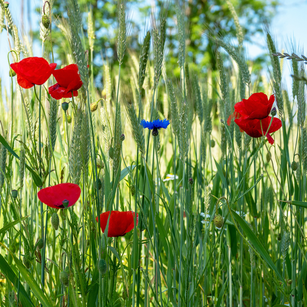 Endlich Frühling