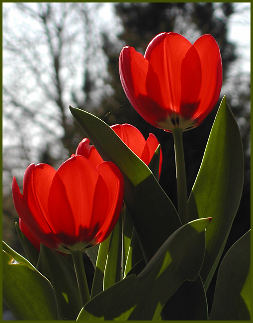 Endlich Frühling