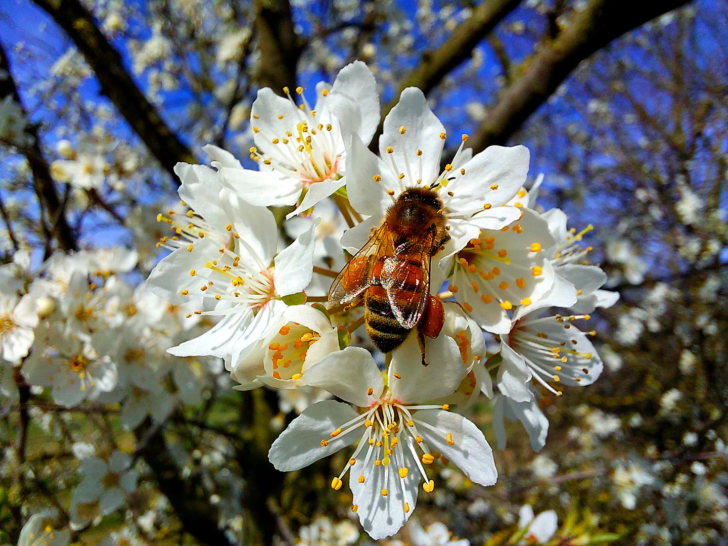 Endlich Frühling