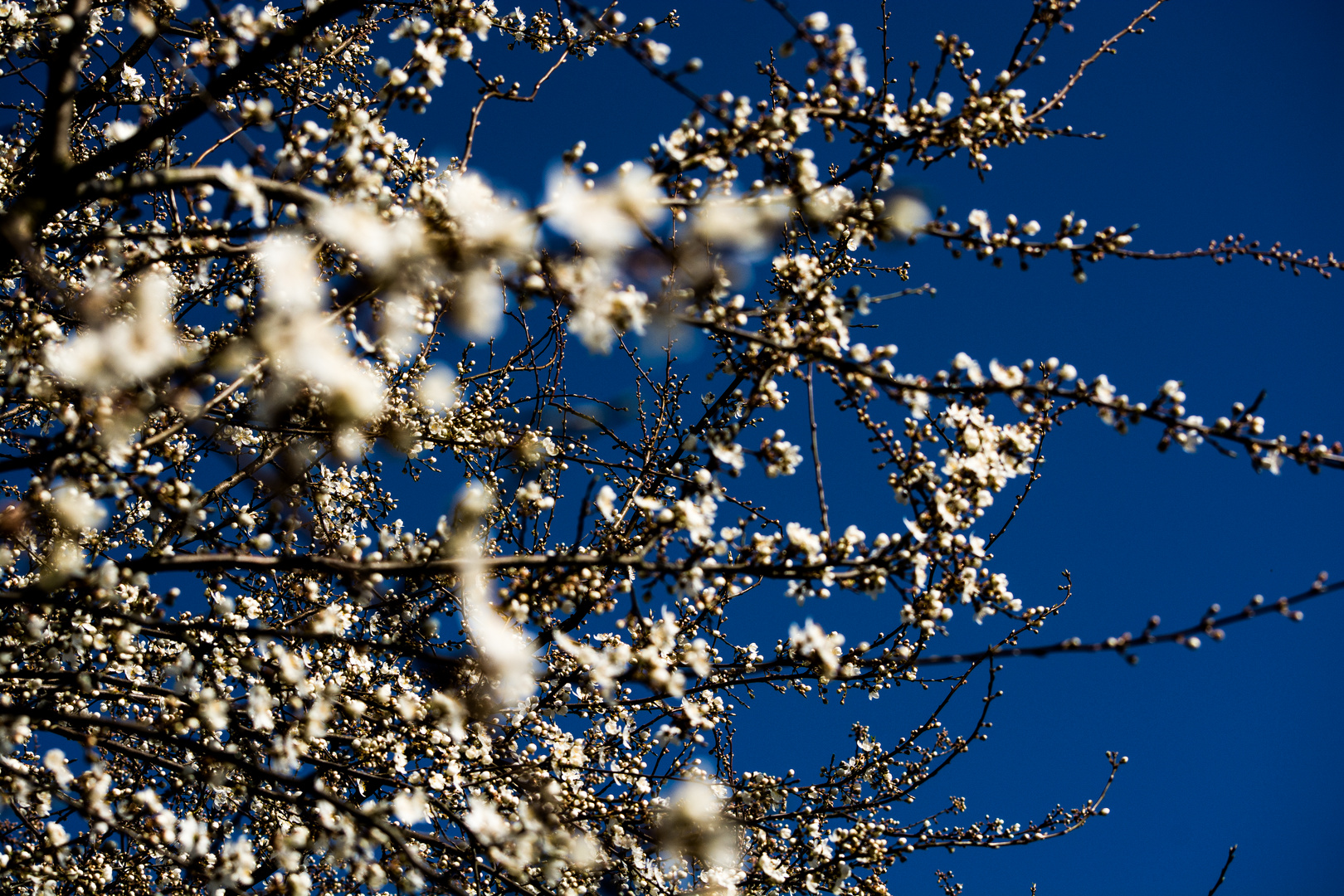 Endlich Frühling