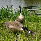 Endlich Frühling am Weiher