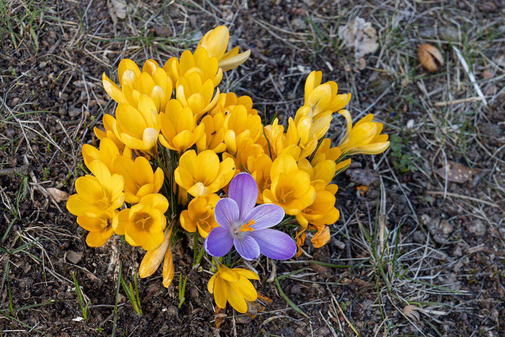 Endlich Frühling auch in Berlin