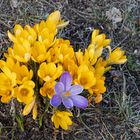 Endlich Frühling auch in Berlin