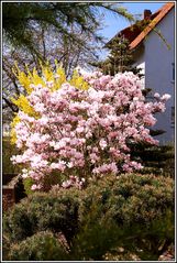 Endlich Frühling auch in Marburg