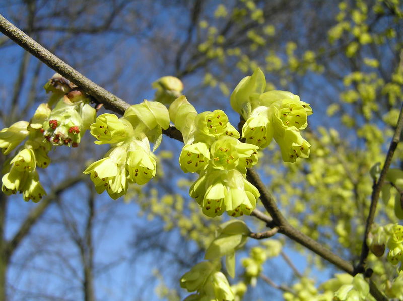 endlich Frühling!