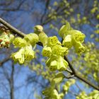 endlich Frühling!