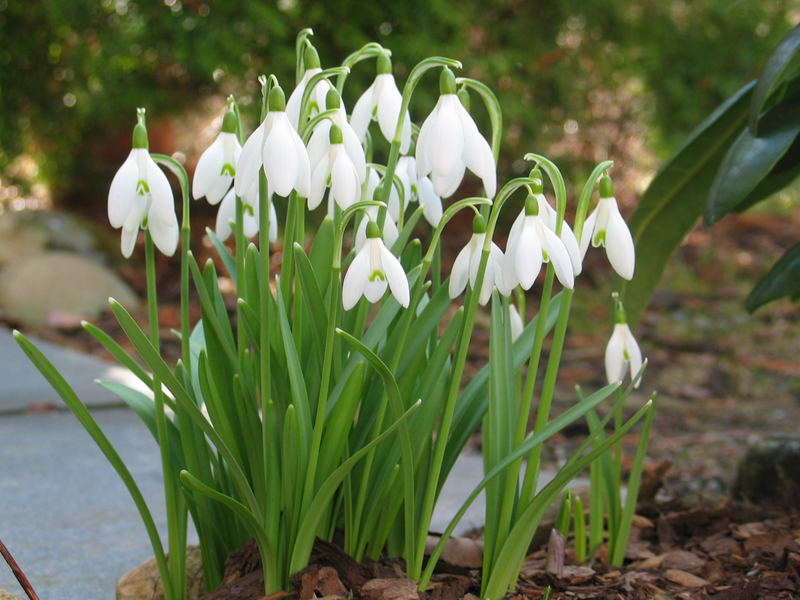 Endlich Frühling