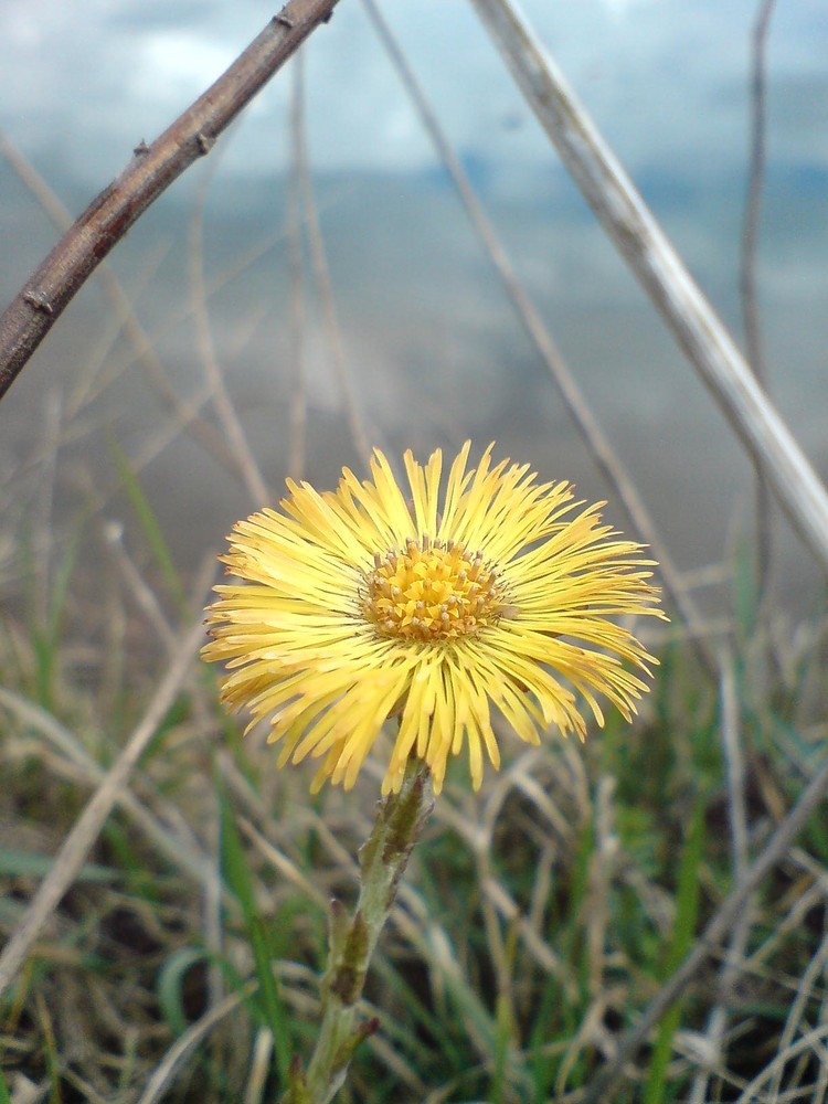 endlich Frühling!