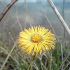 endlich Frühling!