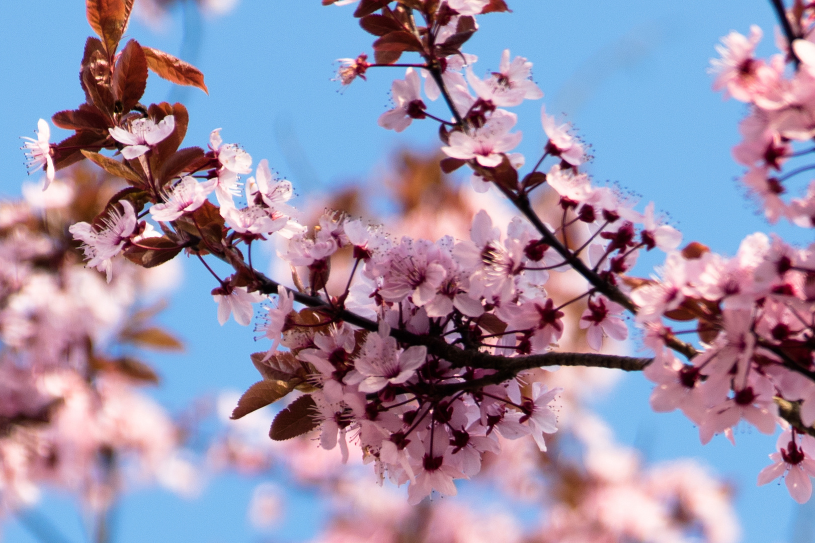 Endlich Frühling...