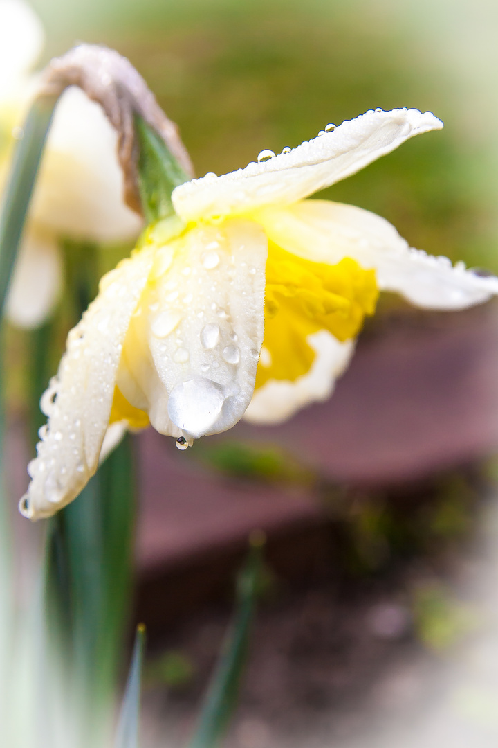 Endlich Frühling!