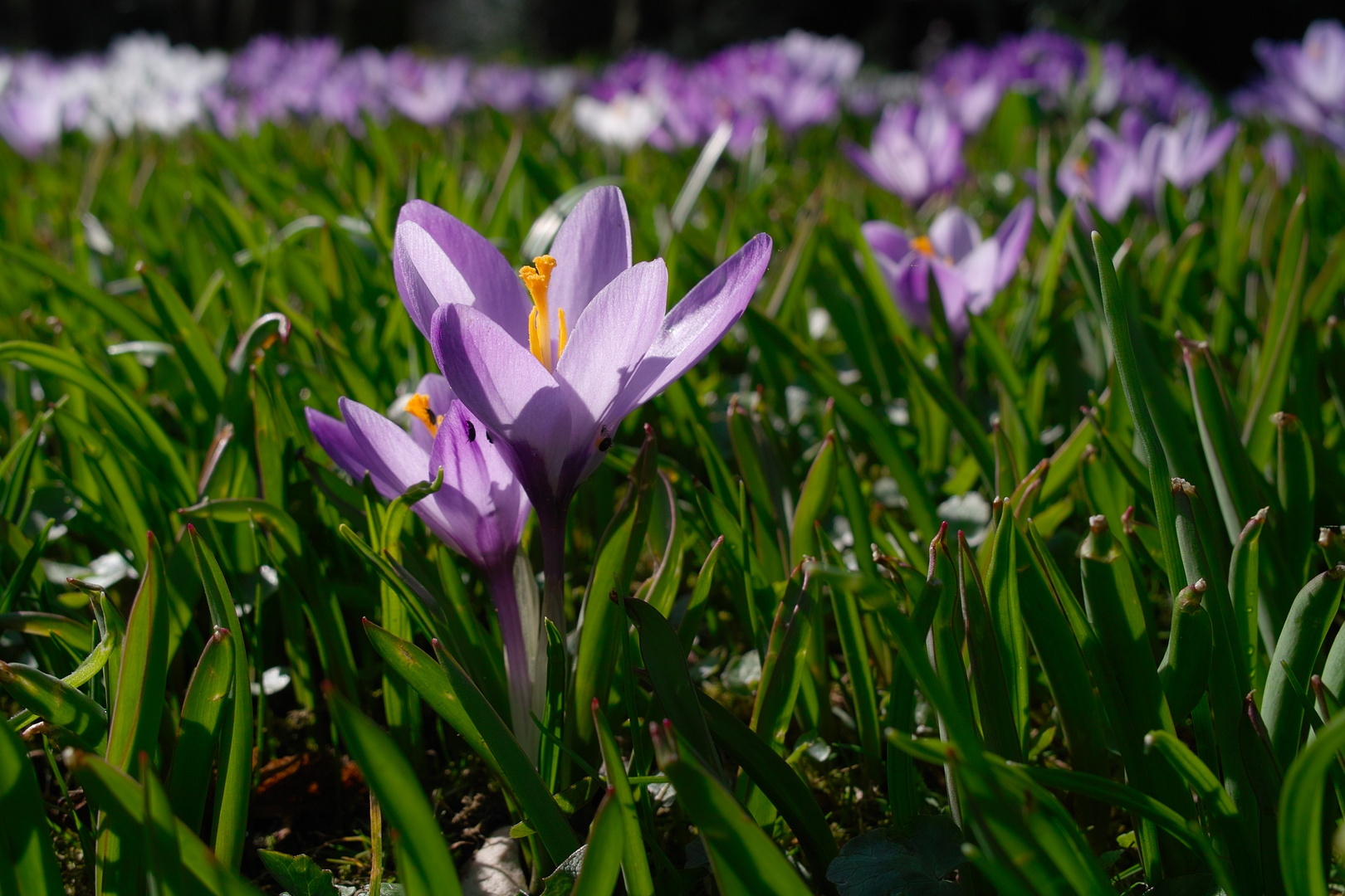 Endlich Frühling !