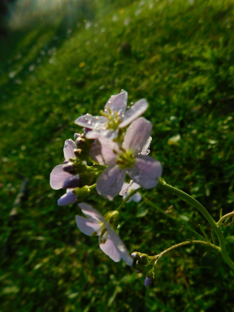 Endlich Frühling!