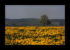 Endlich Frühling