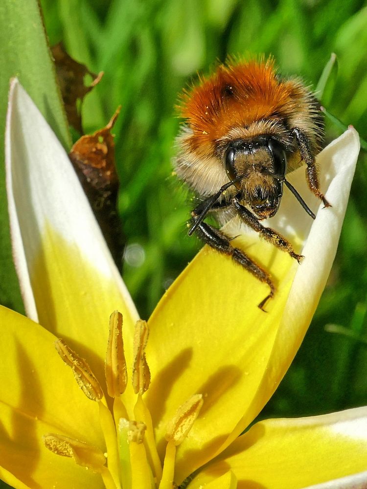 Endlich Frühling ...