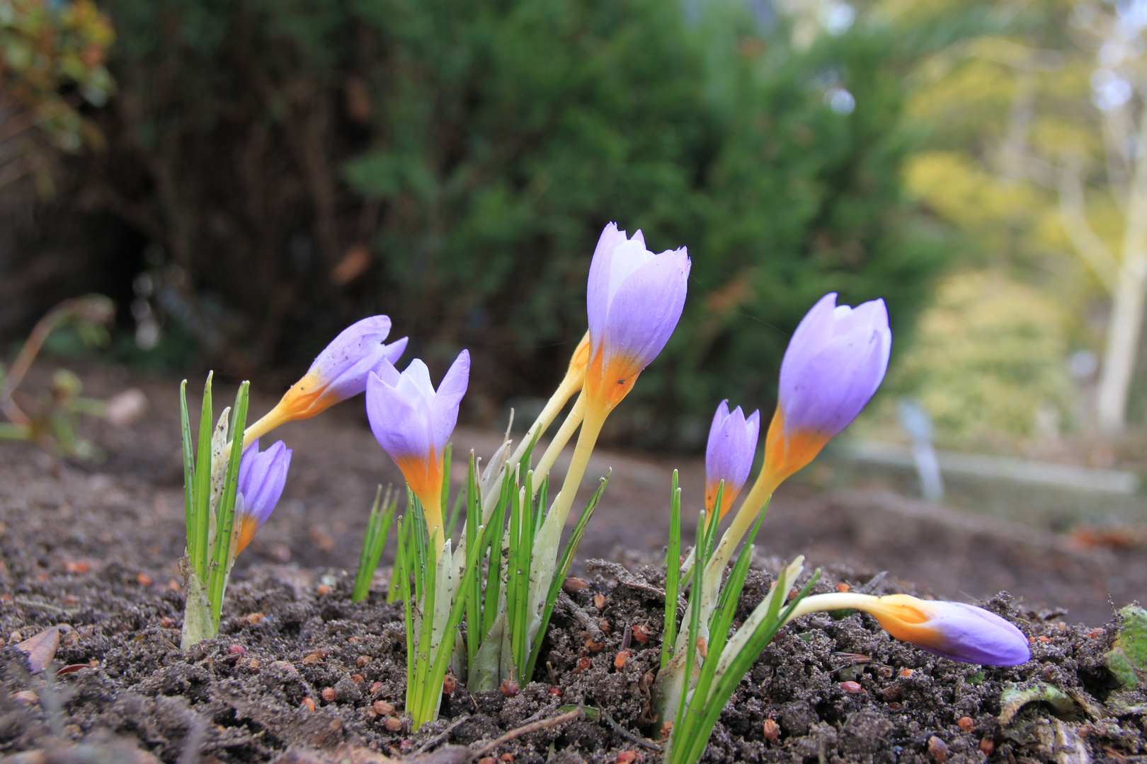 endlich Frühling