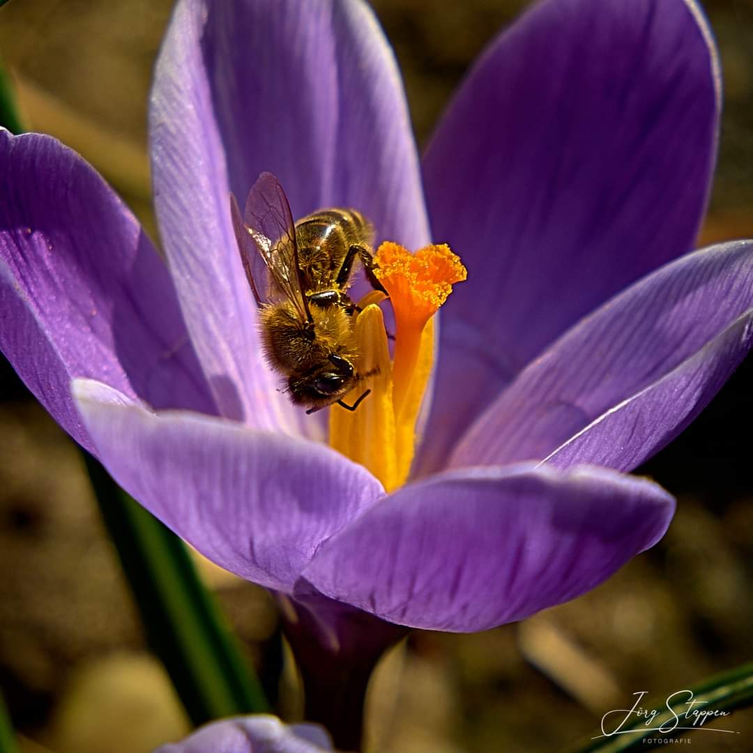 Endlich Frühling 