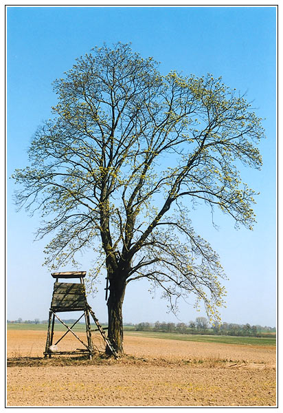 Endlich Frühling - Baum in Mecklenburg