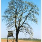 Endlich Frühling - Baum in Mecklenburg