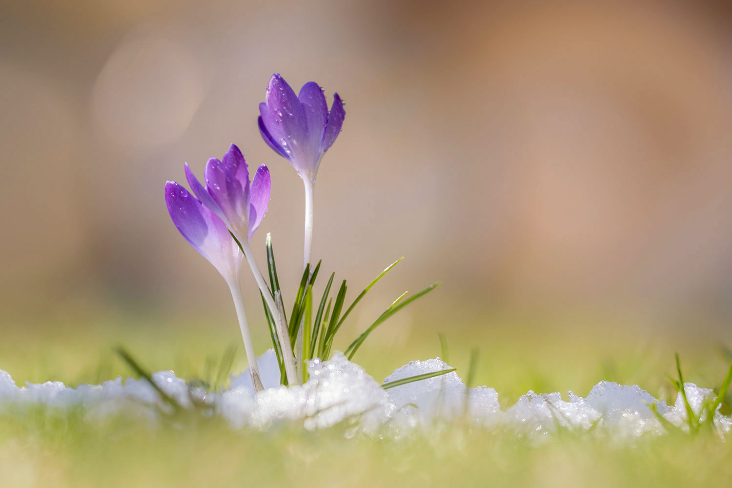 Endlich Frühling!