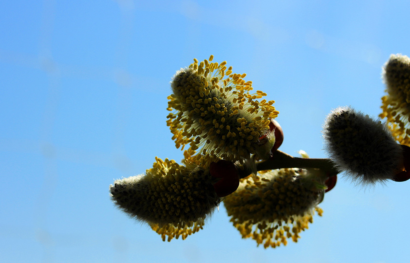 endlich Frühling!