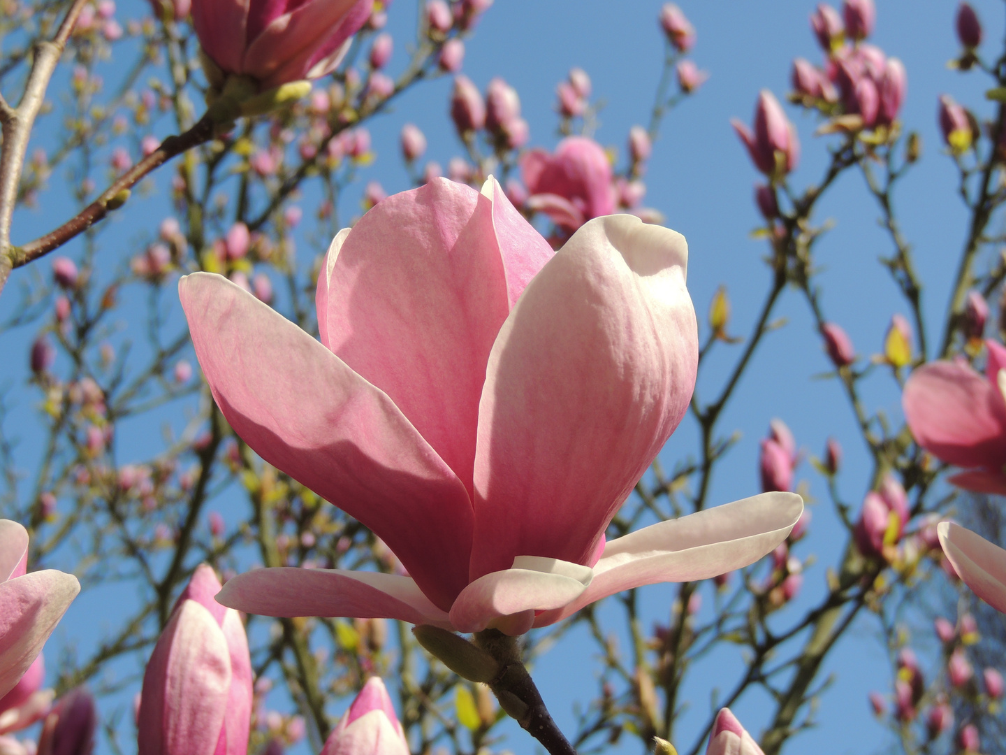 Endlich Frühling