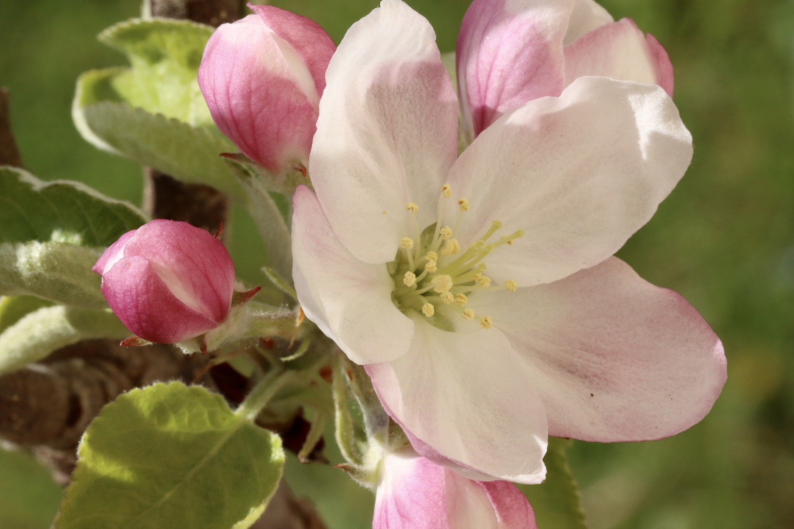 Endlich Frühling…