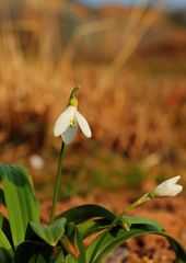 ...endlich Frühling :-)