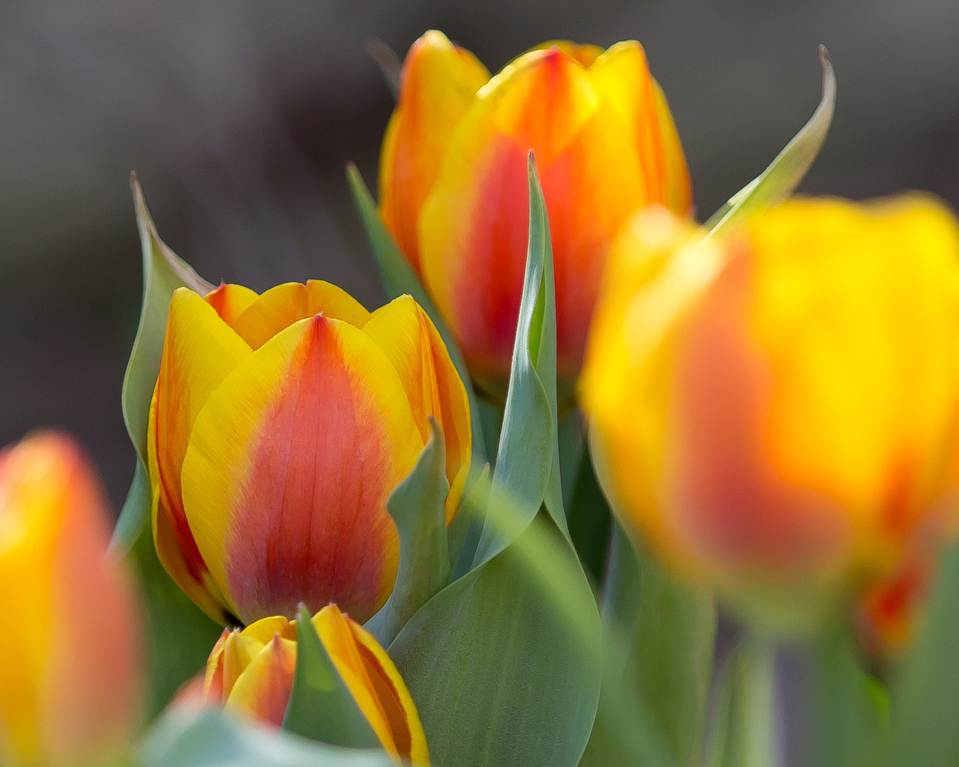 Endlich Frühling !