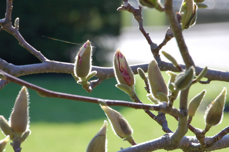 Endlich Frühling