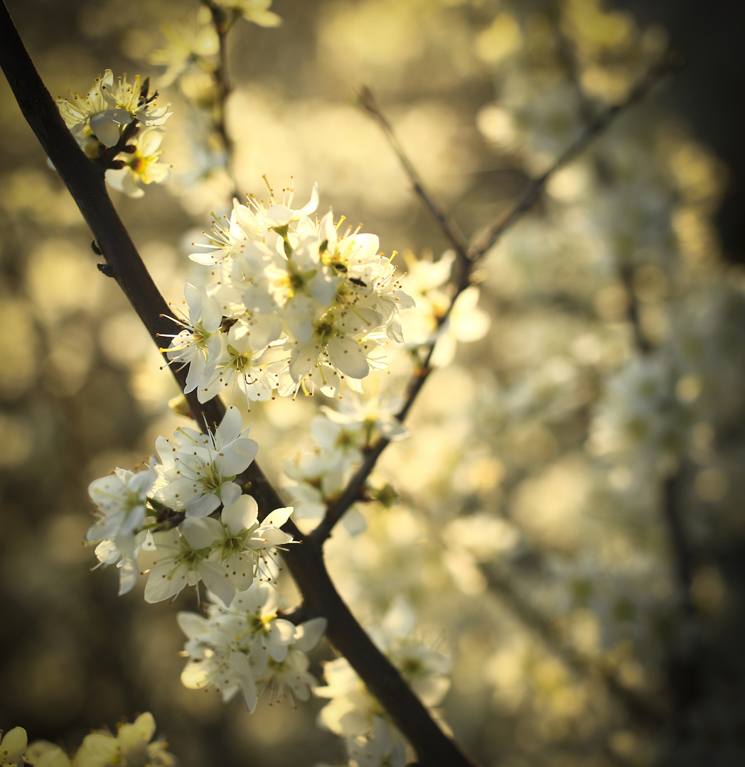 Endlich Frühling