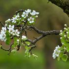 Endlich Frühling