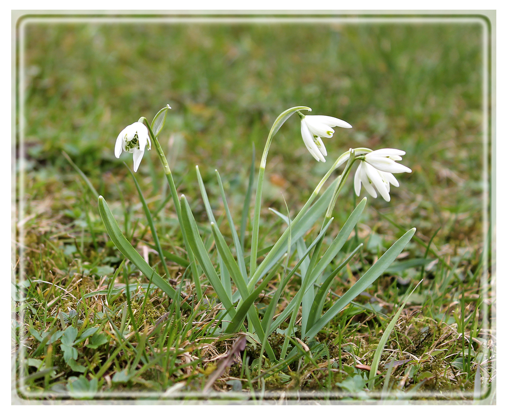 Endlich Frühling!