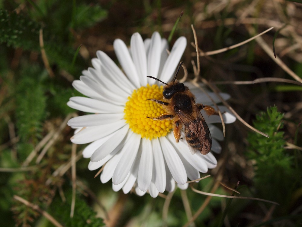 Endlich Frühling - Biene und Gänseblümchen