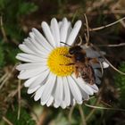 Endlich Frühling - Biene und Gänseblümchen