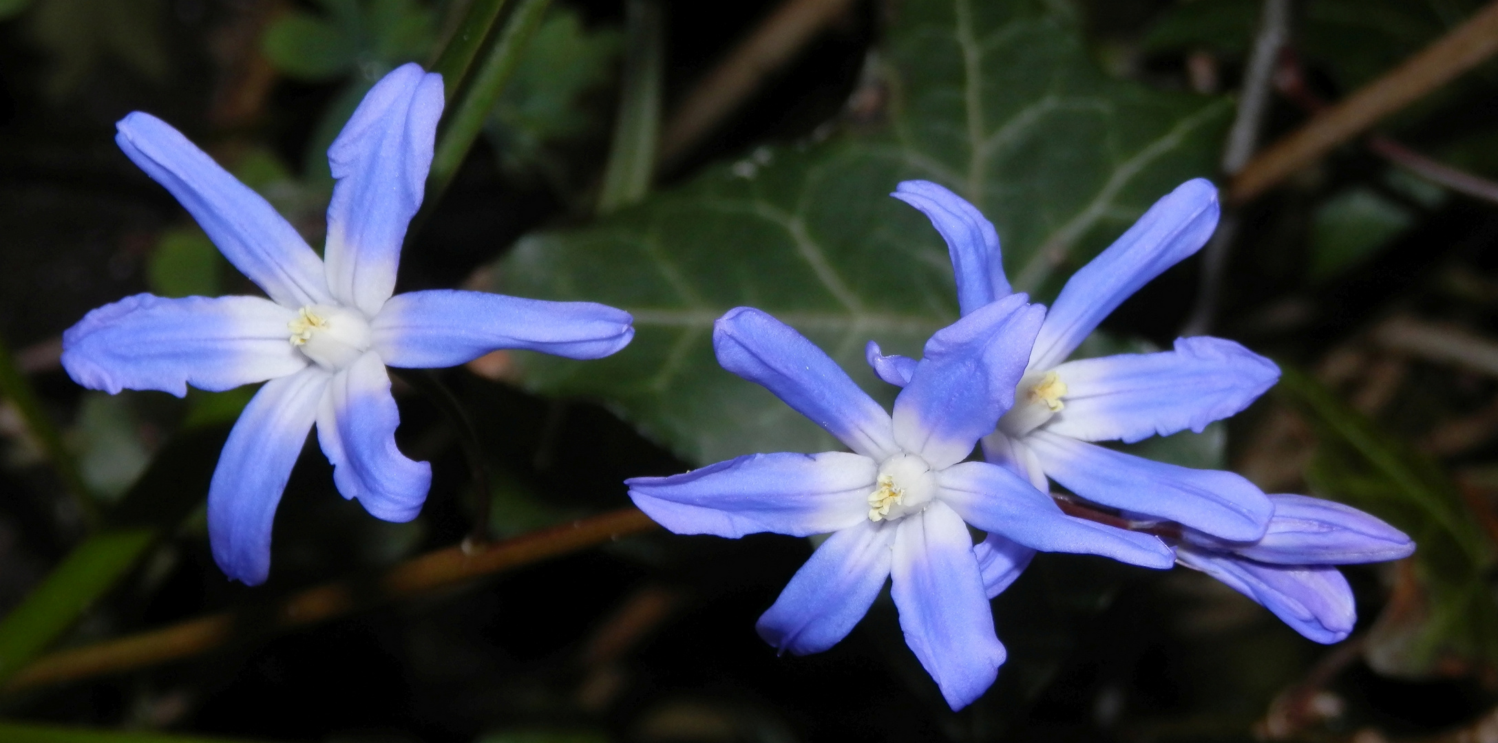 Endlich Frühling - blühende Gewöhnliche Sternhyazinthe (Chionodoxa luciliae)