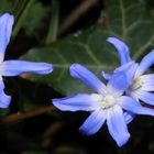 Endlich Frühling - blühende Gewöhnliche Sternhyazinthe (Chionodoxa luciliae)