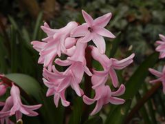 Endlich Frühling - Blühende rosafarbene Hyazinthen