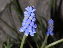 Endlich Frühling - blühende Traubenhyazinthe