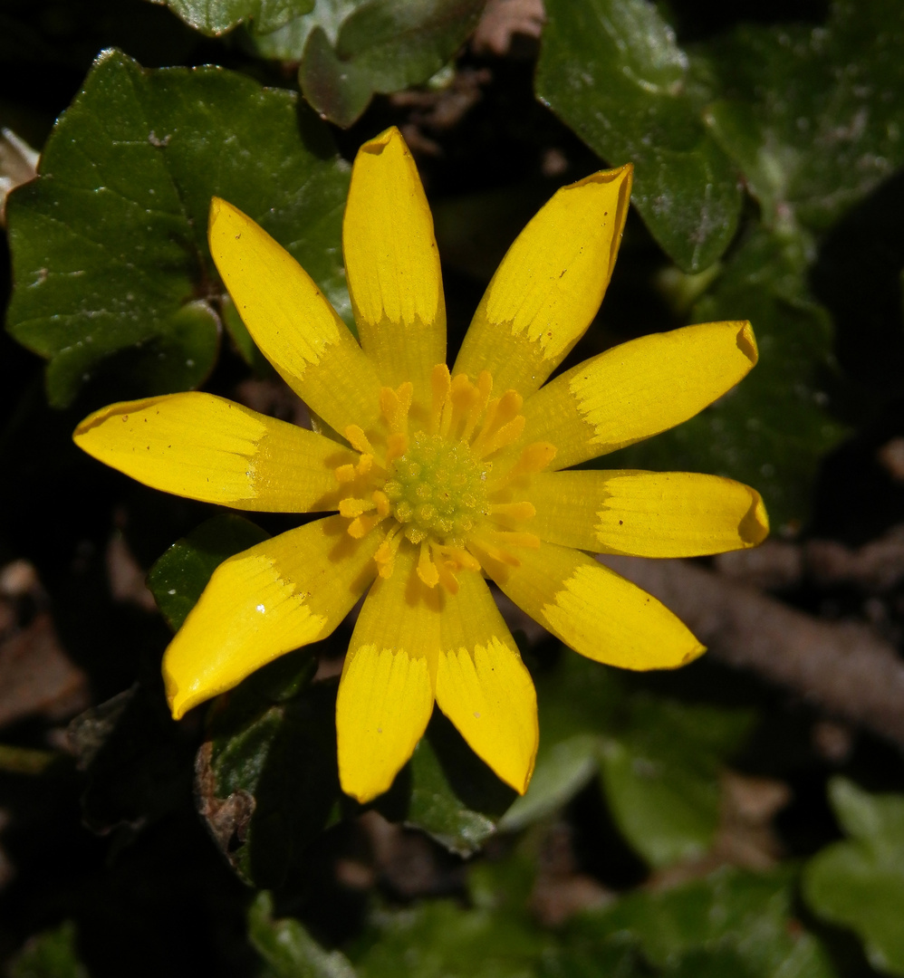 Endlich Frühling - blühendes Scharbockskraut