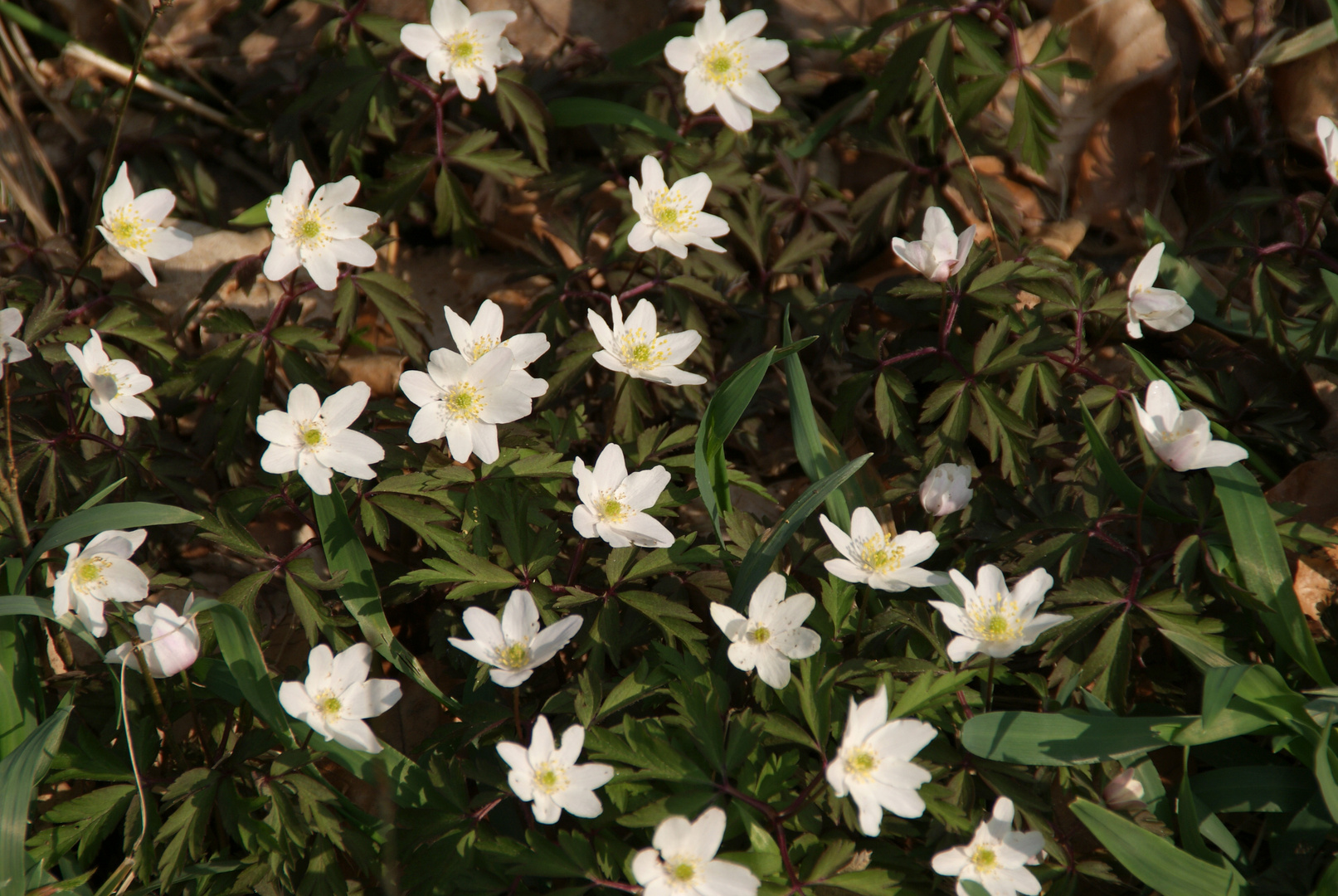 Endlich Frühling! – Buschwindröschen