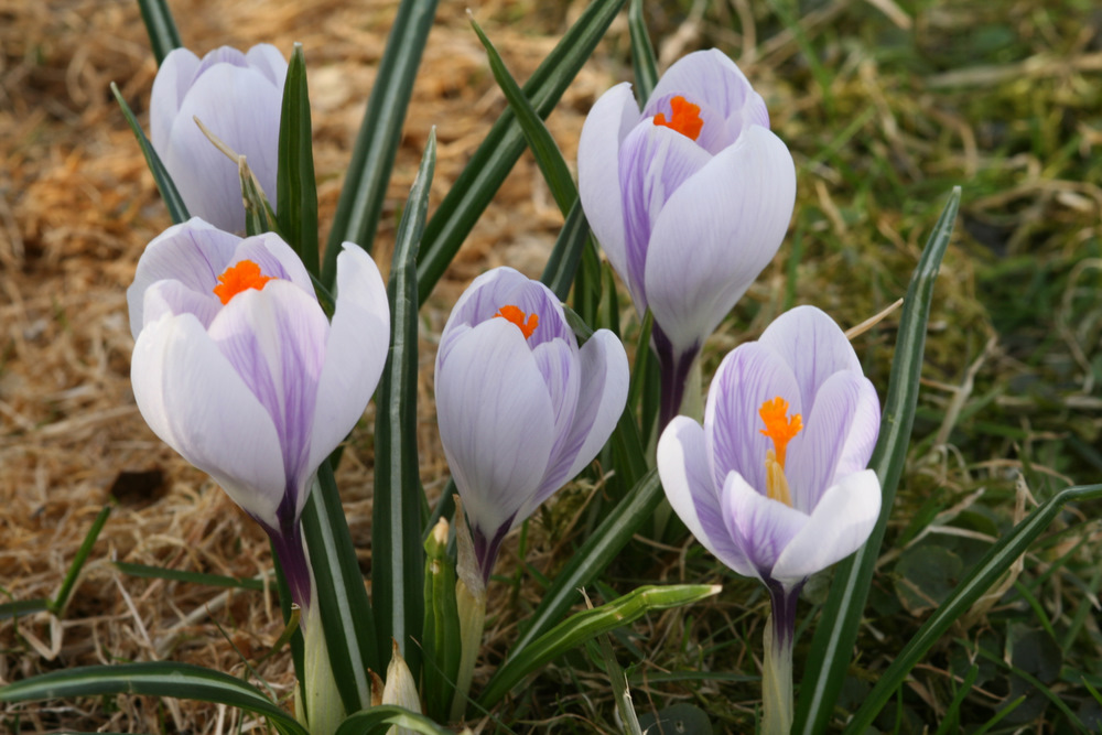 Endlich Frühling