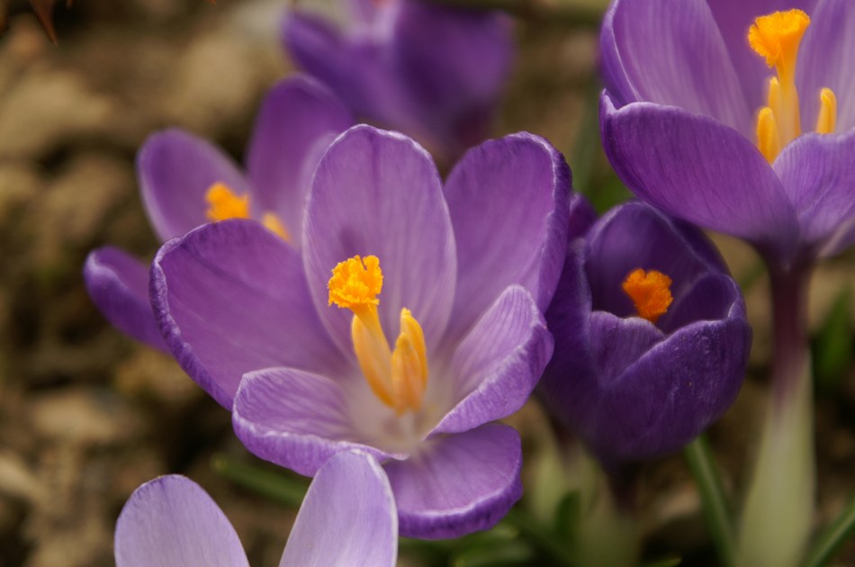 Endlich Frühling...