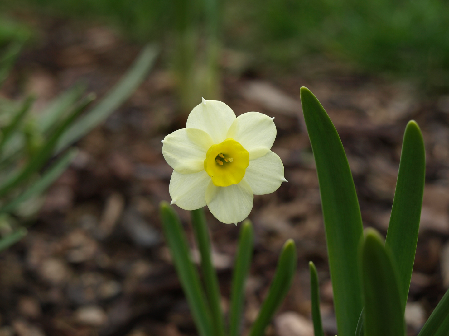 ...endlich Frühling!