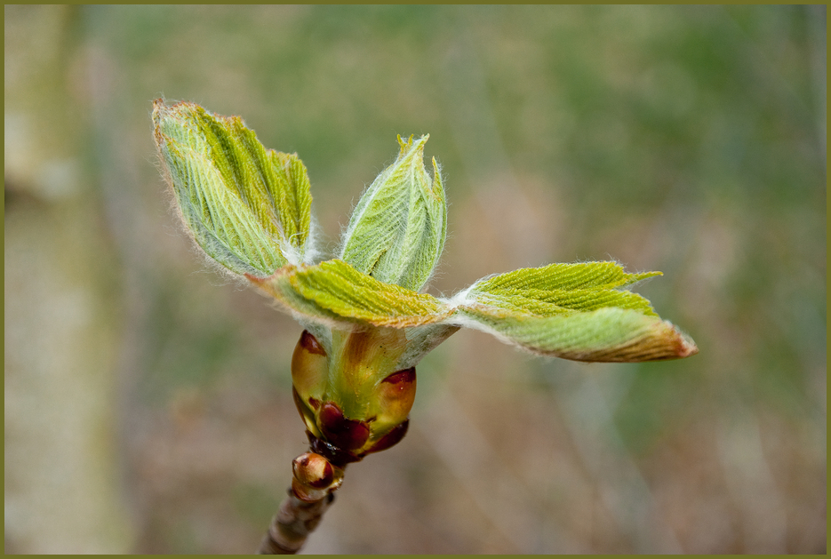 Endlich Frühling!