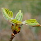 Endlich Frühling!