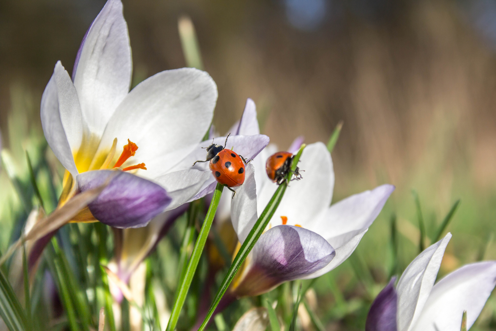 Endlich Frühling