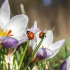 Endlich Frühling