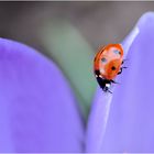 endlich Frühling...